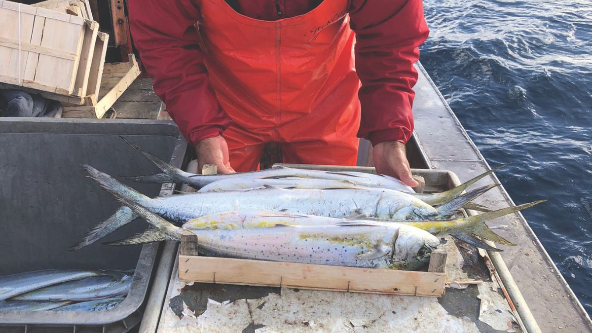 costa siciliana mare azzurro pesca ittiturismo Trapani